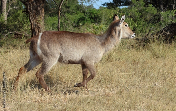 Fototapeta Wasserbock / Waterbuck / Kobus ellipsiprymnus.