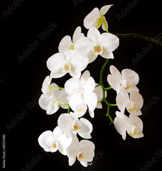 Fototapeta White  Orchid Branch.