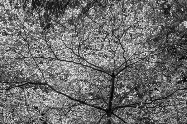 Fototapeta Sunlit tree branches and leaves