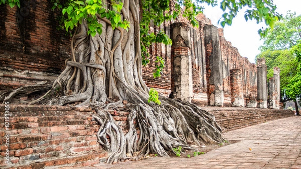 Fototapeta The ruins of the old church of Wat Thammikarat are covered with large Bodhi trees in Phra Nakhon Si Ayutthaya Province, Thailand.