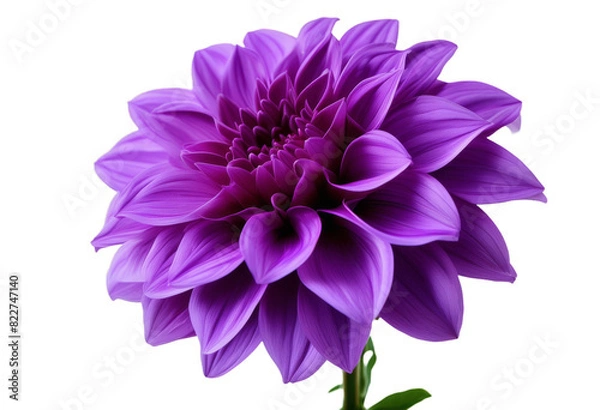 Fototapeta big dahlia olated clipping path background flower shaggy closeup flower white purple
