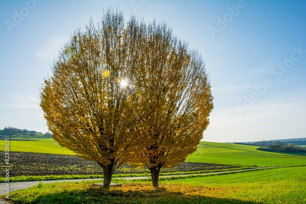 Fototapeta yellow tree on a field with the sun in the background