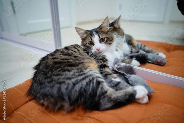 Fototapeta Adorable striped cat sitting on the pillow