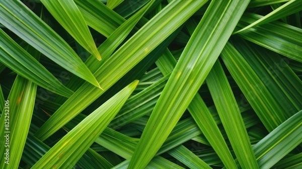 Fototapeta Macro shot of pandan leaves