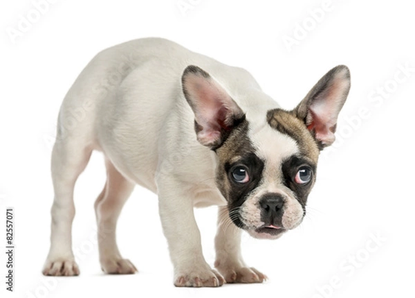 Fototapeta French Bulldog (3 months old) in front of a white background