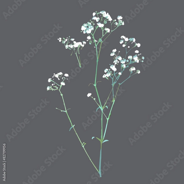 Fototapeta gypsophila flower, hand drawn illustration