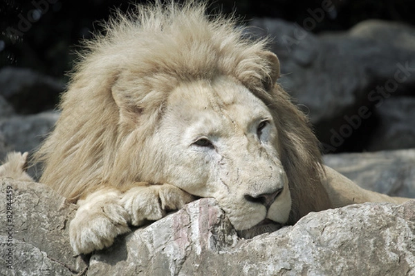 Fototapeta Sleeping lion