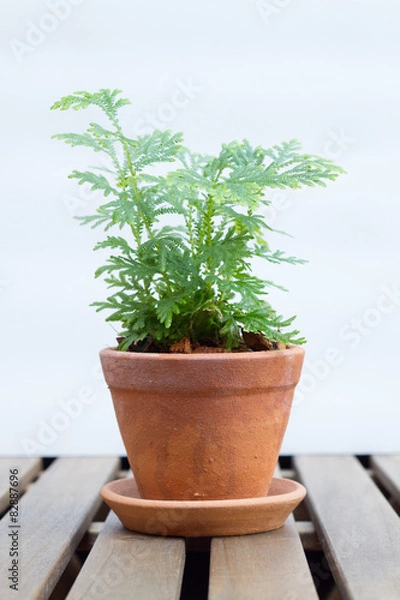 Fototapeta Plants in pots on wooden table