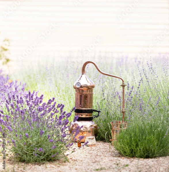 Fototapeta Distillation of lavender essential oil and hydrolate. Copper alambic for the flowering field.