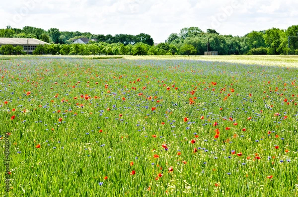 Fototapeta Kornfeld