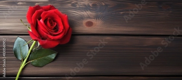 Fototapeta A red rose on a dark wooden background with empty space for text or image display. Creative banner. Copyspace image