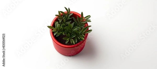 Fototapeta A small plant pot is seen from a top view on a white background giving the impression that it is isolated and stands alone on the surface. Creative banner. Copyspace image