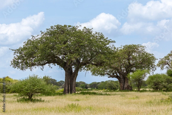 Fototapeta Tanzania - Tarangire National Park - African Baobabs Stand Tall in Savannah