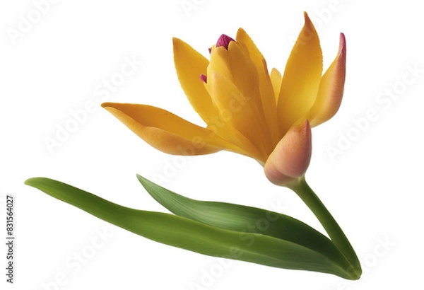 Fototapeta Siam Tulip green turmeric cut flower with leaves (Curcuma sp) tropical ornamental plant isolated on transparent background