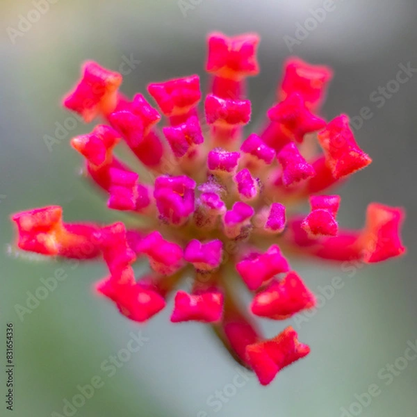 Fototapeta Macro shot of red wildflower