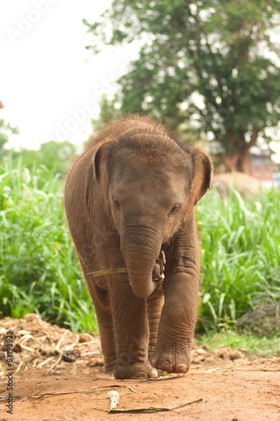 Fototapeta Asian elephant baby is joyfully.