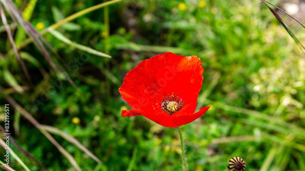 Fototapeta Poppy in a forest in northern Spain