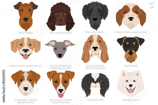 Fototapeta Dog head in alphabet order. All dog breeds. Colour vector design