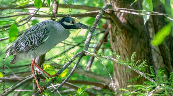 Fototapeta Closeup of a yellow-crowned night heron perched in a tree.