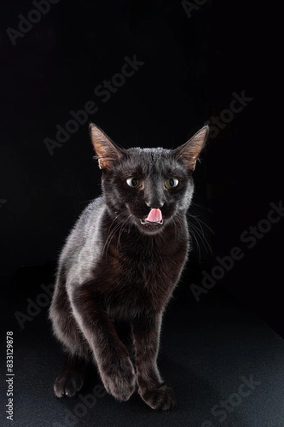 Fototapeta Black cat on a black background. Isolated cat. The cat licks his lips. Portrait of a cat.