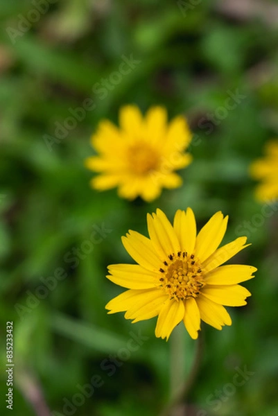 Fototapeta Close up of yellow meadow or daisy with dark green background with copy space, concept of yellow flower or flora, bouquet, blooming gardening season, botanical wallpaper, pretty and cute, romantic.