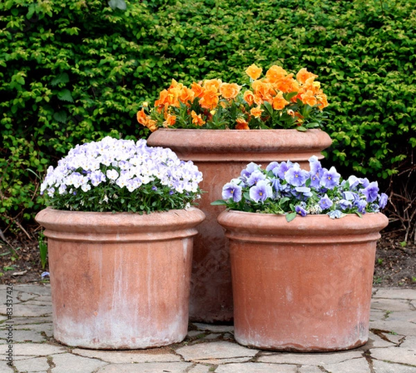 Fototapeta Colorful spring flowers in flower pots