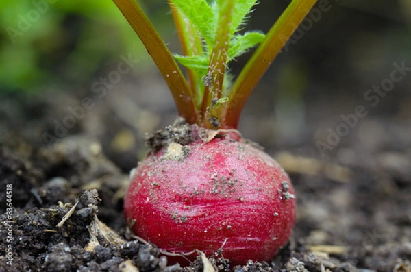 Fototapeta Radish in the ground