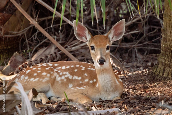 Fototapeta An adorable white-tailed deer fawn (baby) (Odocoileus virginianus) in Myakka River State Park, Florida