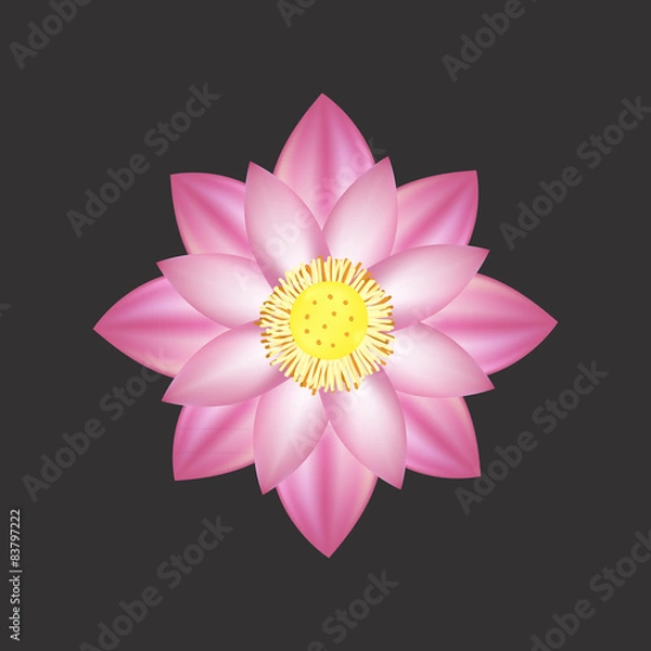 Fototapeta Beautiful pink lotus flower