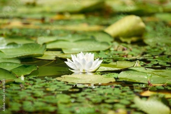 Fototapeta Water lily in the lake