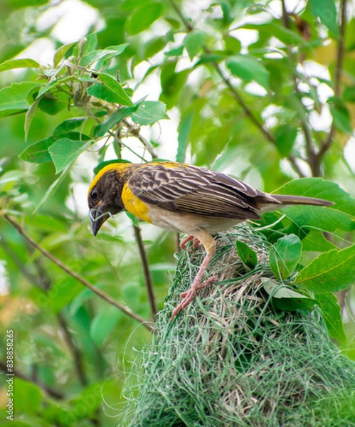 Fototapeta Baya weaver bird (male) building its nest in full swing. The bright yellow colour makes this bird attractive and eye catching.