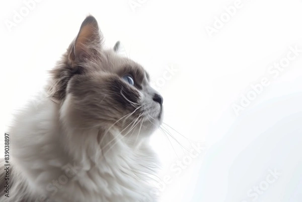 Fototapeta Majestic Profile Of A Ragdoll Cat