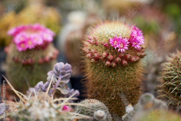 Fototapeta beautiful image with cactus of different species in a blurred background