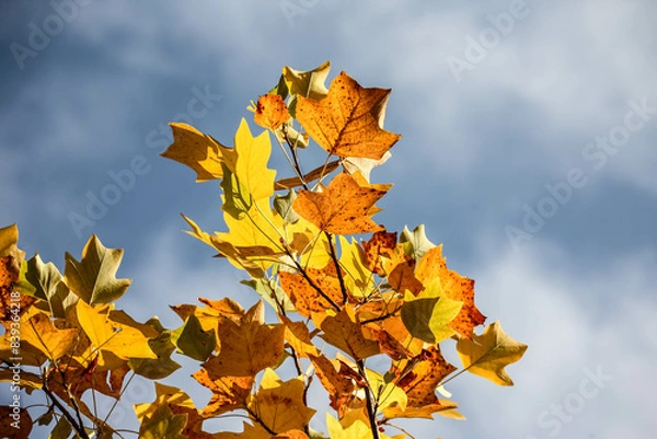 Fototapeta Colorful autumn trees in forest