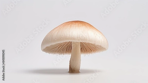 Fototapeta A close-up, detailed shot of a mushroom in daylight