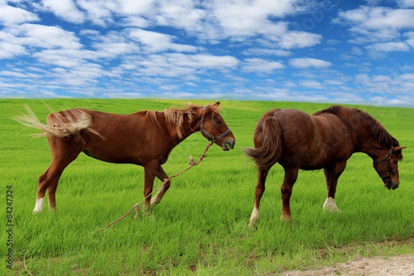 Fototapeta Horses