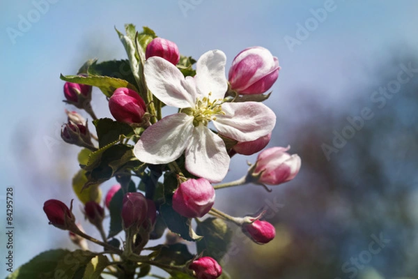 Fototapeta beautiful white flowering trees