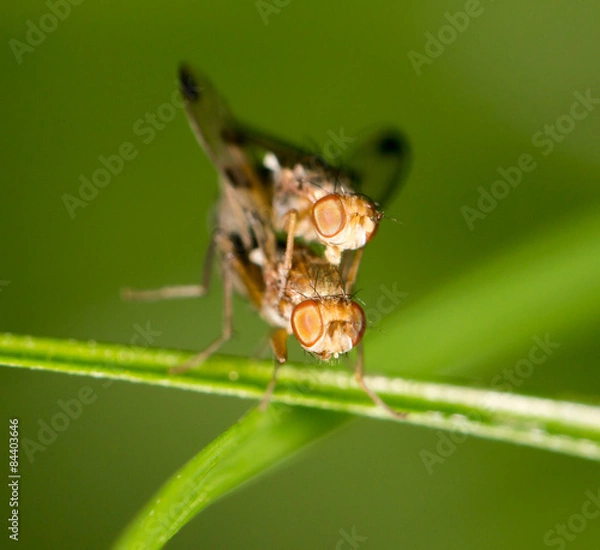 Fototapeta Flies making love. close