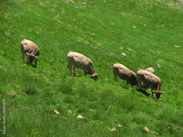 Fototapeta Hautes Pyrénées, franco, espagnoles