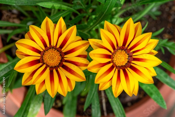 Fototapeta ガザニアの花　春のイメージ