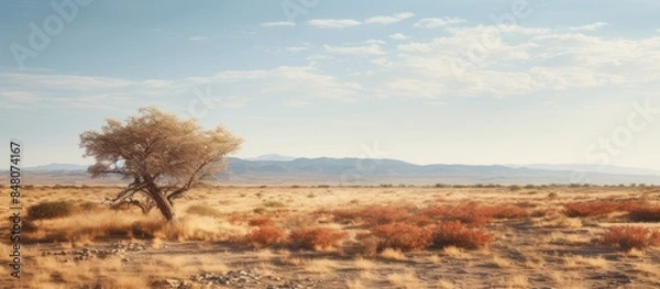 Fototapeta wild bushes grow in the dry season. Creative banner. Copyspace image