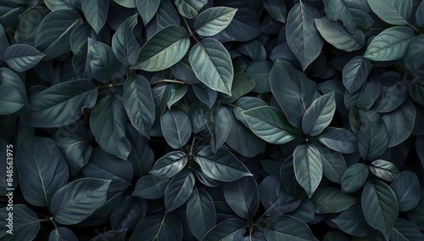 Fototapeta Dark gray leaves background, dark green foliage texture