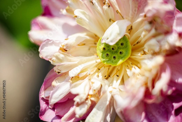 Fototapeta Blooming Pink Lotus Flower