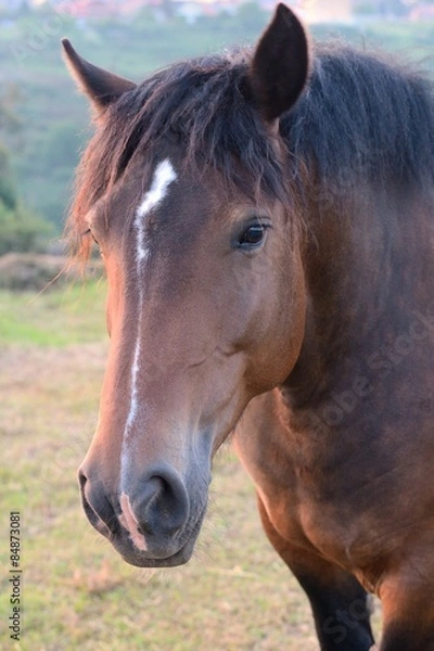 Fototapeta Horse on the meadow