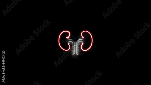 Fototapeta Human kidney icon isolated on a black background. Neon human kidneys icon. Urinary system part symbol. Medicine icons.