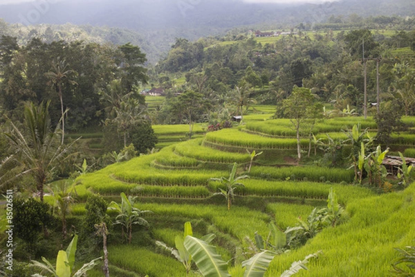 Fototapeta Rice terraces in Bali, Indonesia