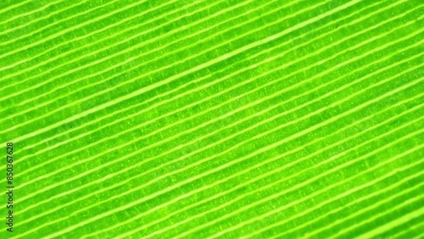 Fototapeta In a breathtaking close-up, the banana leaf unveils its intricate network of veins, adorned in radiant green, a testament to nature's artistry and perfection. Green leaf background.
