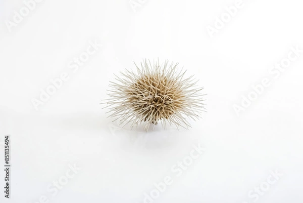 Fototapeta Closeup of a Dried Thistle Seed Head on White Background