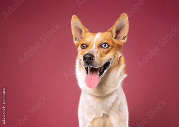 Fototapeta cute dog on an isolated background in a studio shot