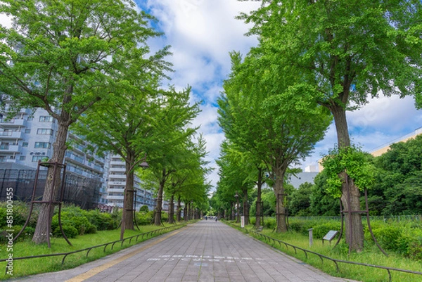 Fototapeta 光が丘公園 ふれあいの径